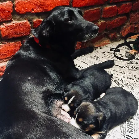 Green Studio Hostel *